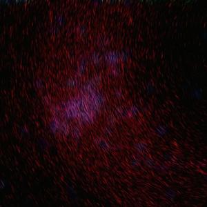 女人裸体性美女性交
